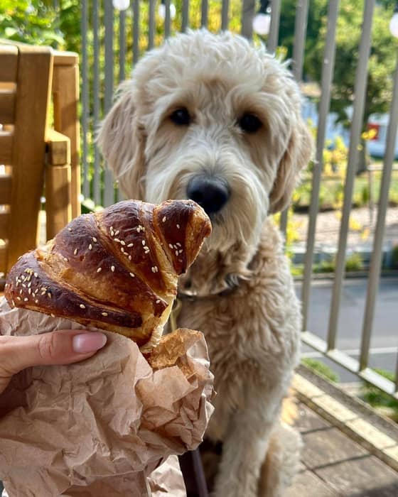 Bei den Snacks kann man schon mal neidisch gucken. 👀😂
.
.
.
#gebäck #andernach  #montabaur #vallendar #mayen #polch #neuwied #koblenzcity #bäckermeister #bäckerhandwerk #koblenz #kuchenzeit